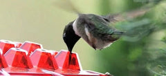 Ant Proof Hummingbird Feeder Outdoor Hanging Perch 1