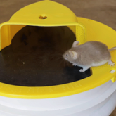 Premium Bucket Lid Mouse Trap 0