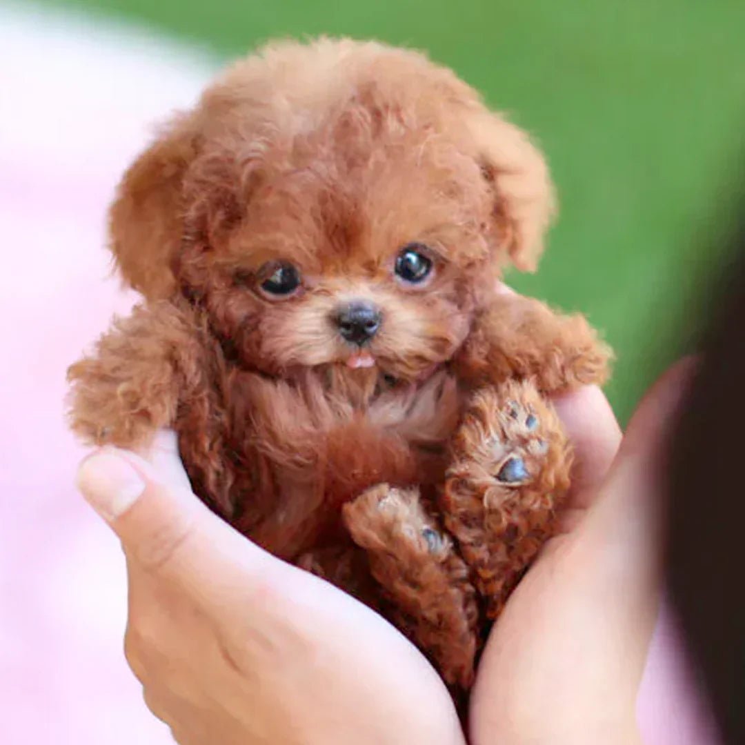 SnugglePup – Realistic Plush Puppy with Lifelike Details 0