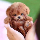SnugglePup – Realistic Plush Puppy with Lifelike Details 0