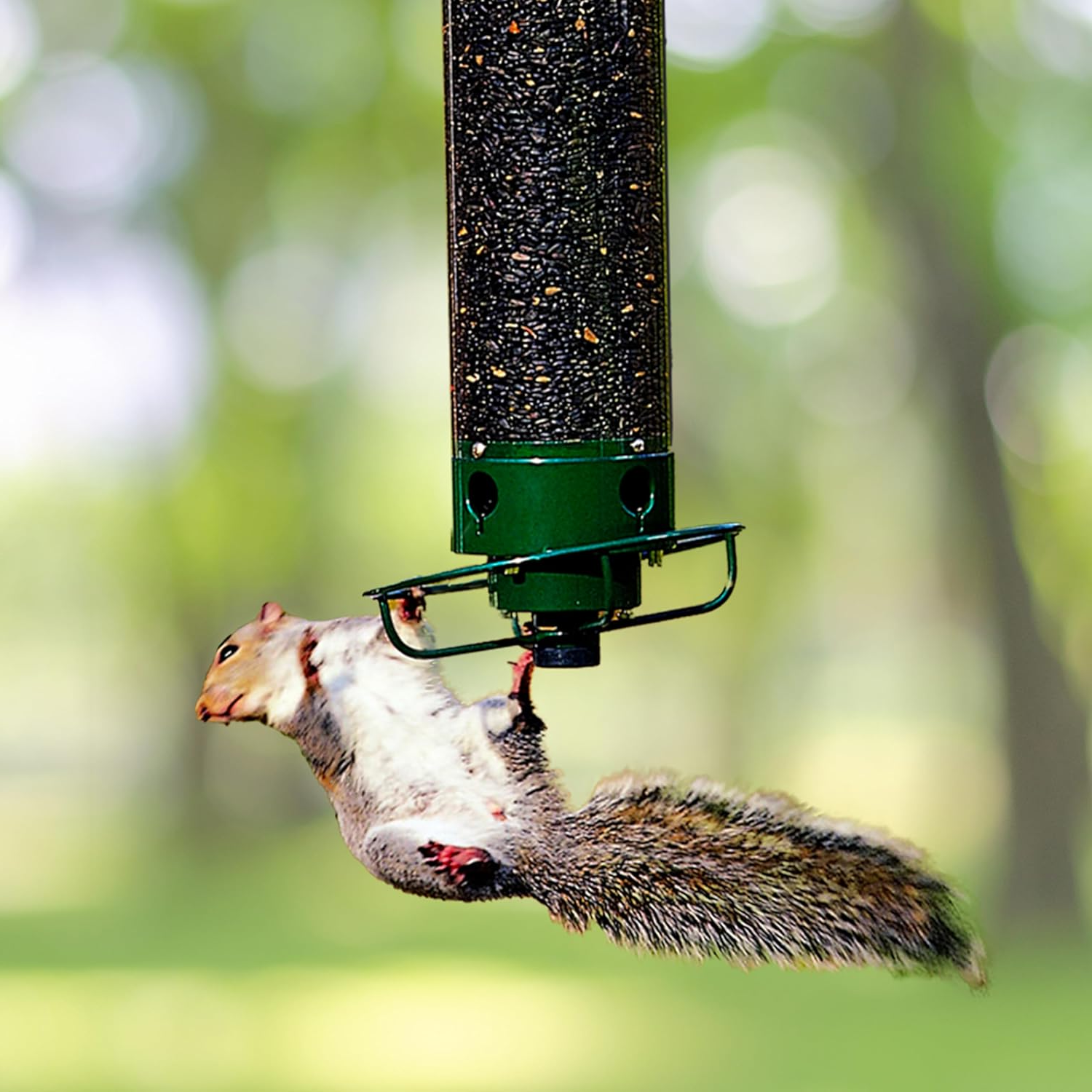 Squirrel Proof Bird Feeder 0