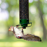 Squirrel Proof Bird Feeder 0