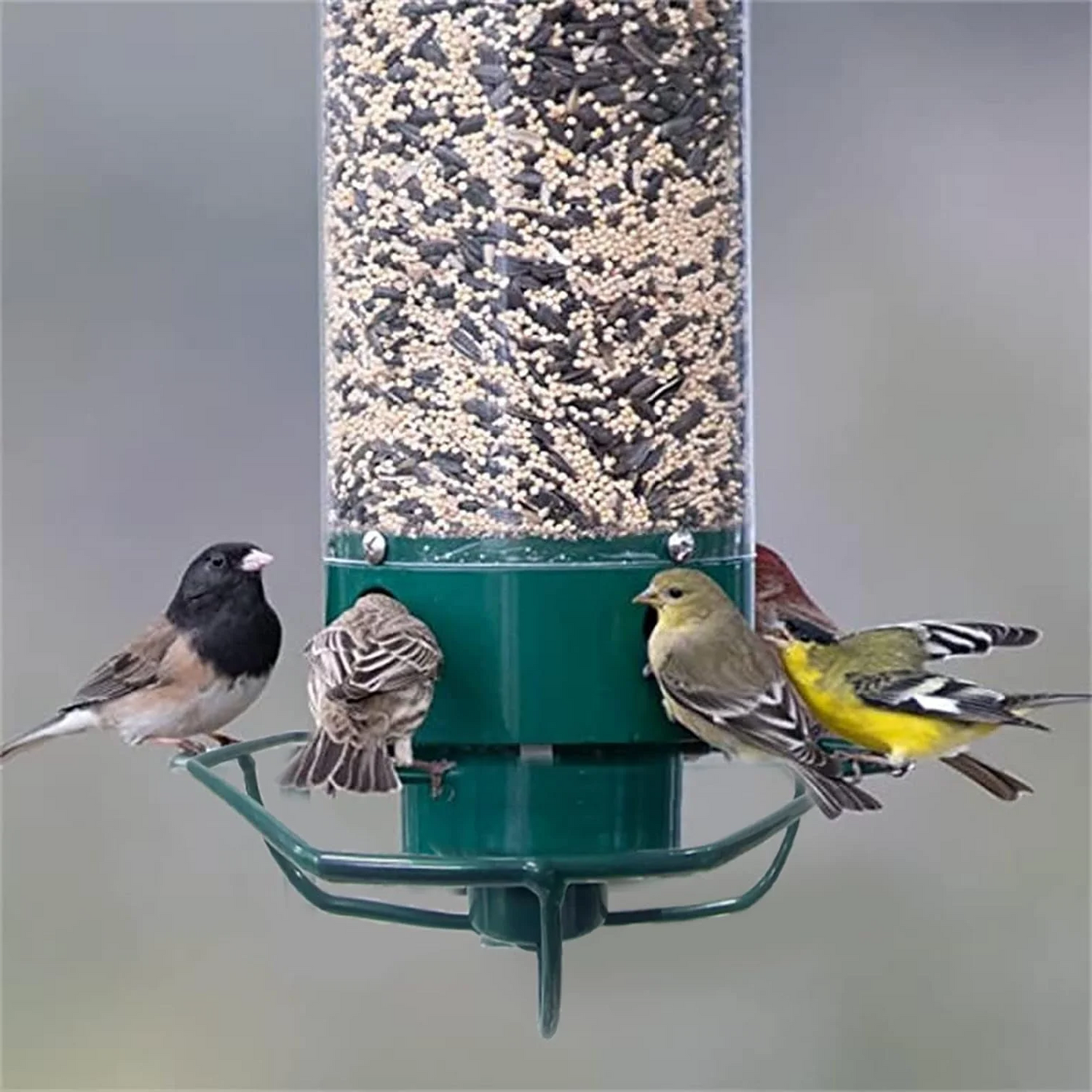 Squirrel Proof Bird Feeder 6