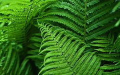 UV-Resistant Lifelike Artificial Boston Fern – Perfect for Outdoor Décor 2