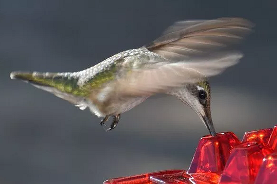Ant Proof Hummingbird Feeder Outdoor Hanging Perch 3