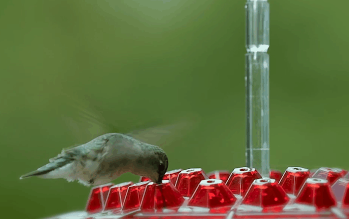 Ant Proof Hummingbird Feeder Outdoor Hanging Perch 6