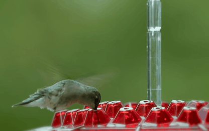 Ant Proof Hummingbird Feeder Outdoor Hanging Perch 6