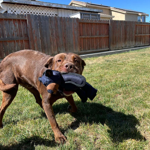 Indestructible & Interactive Bear Dog Toys For Heavy Chewers 6