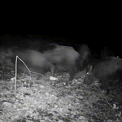 Night Vision Outdoor Wildlife Animal Camera 3