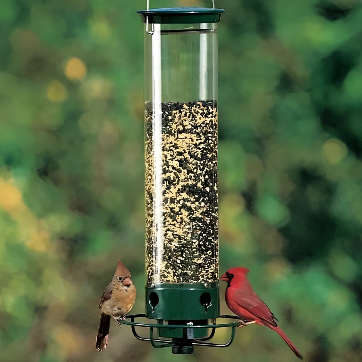 Squirrel-Proof Bird Feeder 0