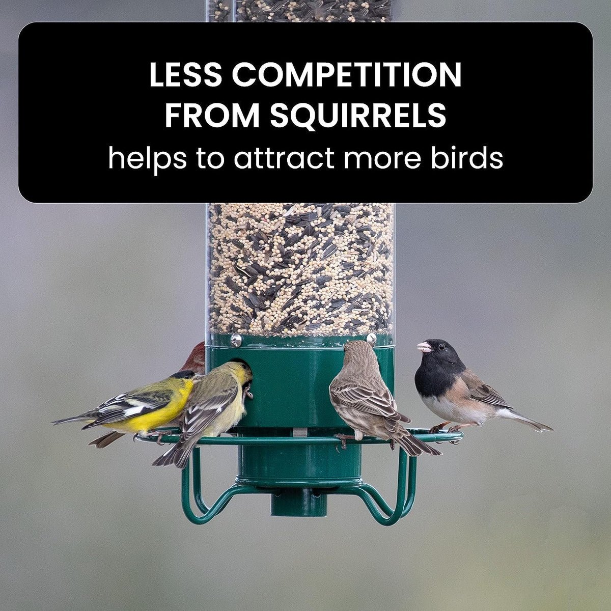 Squirrel-Proof Bird Feeder 6