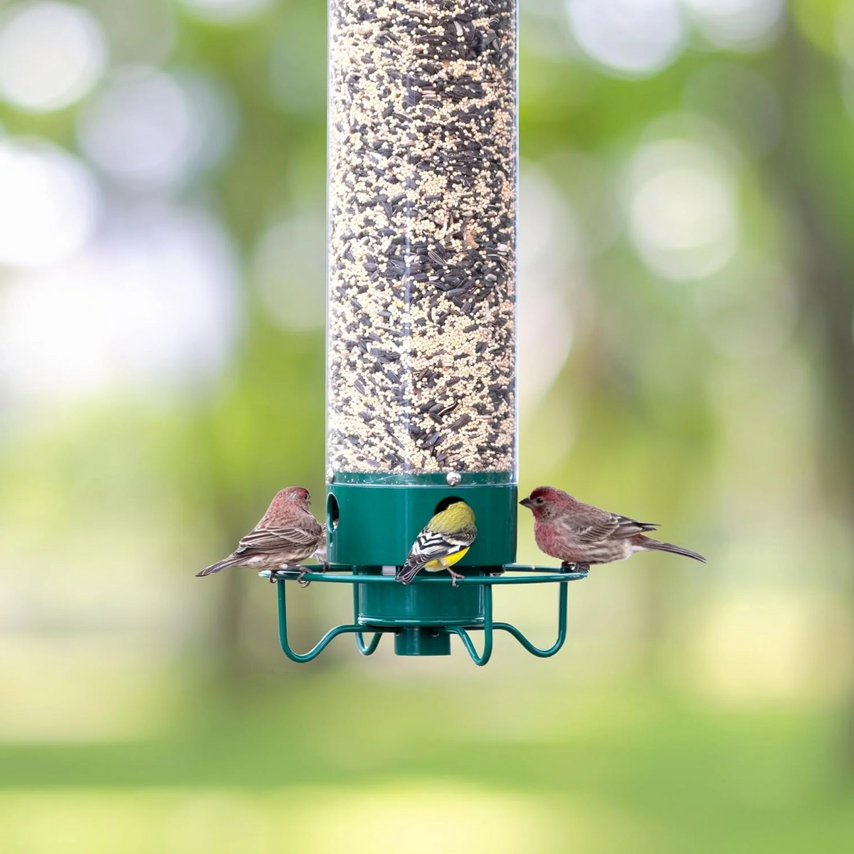 Squirrel Proof Bird Feeder 5