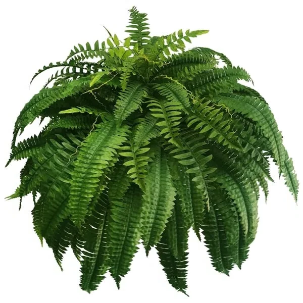 UV-Resistant Lifelike Artificial Boston Fern – Perfect for Outdoor Décor 5